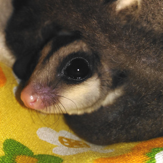 フクロモモンガの女の子、里親を募集します