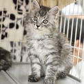 ふわふわ長毛子猫【レオン】