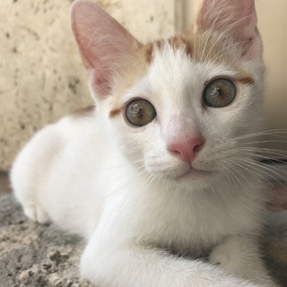 ！子猫の里親さん急募！