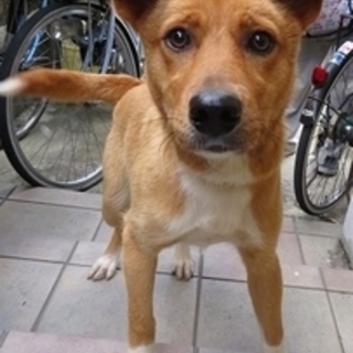 元気ハツラツ。性格ハナマル！預かりさんが大絶賛