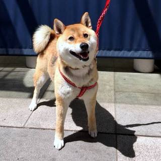 活発で人懐っこい豆しばのまめちゃん