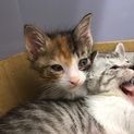 募集停止　三毛猫の仔猫4～5週間