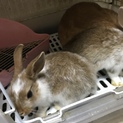 子ウサギ☆