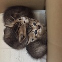 小さな命を助けてあげてください！