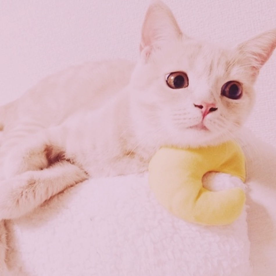 ドリーのカバー写真