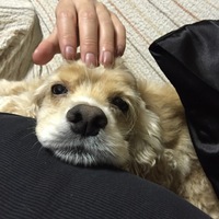 クラン