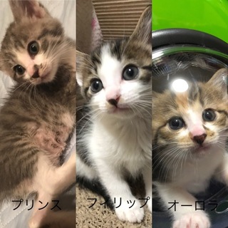 すごーく美形な兄妹！