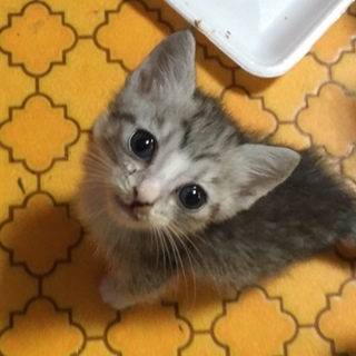 サバトラグレー白ソックス♀生後１ヶ月