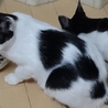 手術前のごはん
