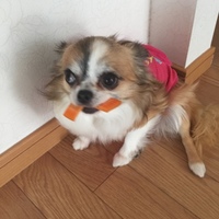 マルゲリータ