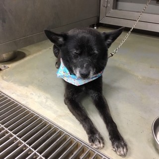 小さなおじいちゃん、とっても可愛いたまお君