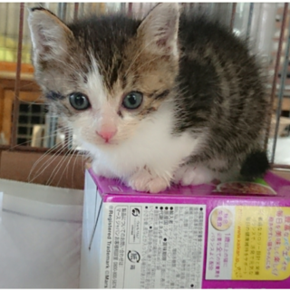 美猫イケメンな男の子 生後１ヶ月
