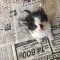生後1ヶ月のねこちゃんたち