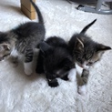 大至急!!!!子猫3匹の里親さん探してます！！！
