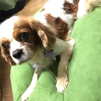あいちゃん