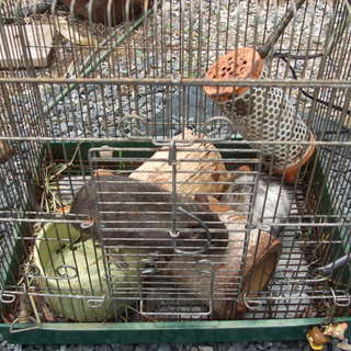 仲が良いデグー　ブルーとパイド