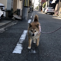 ゆず