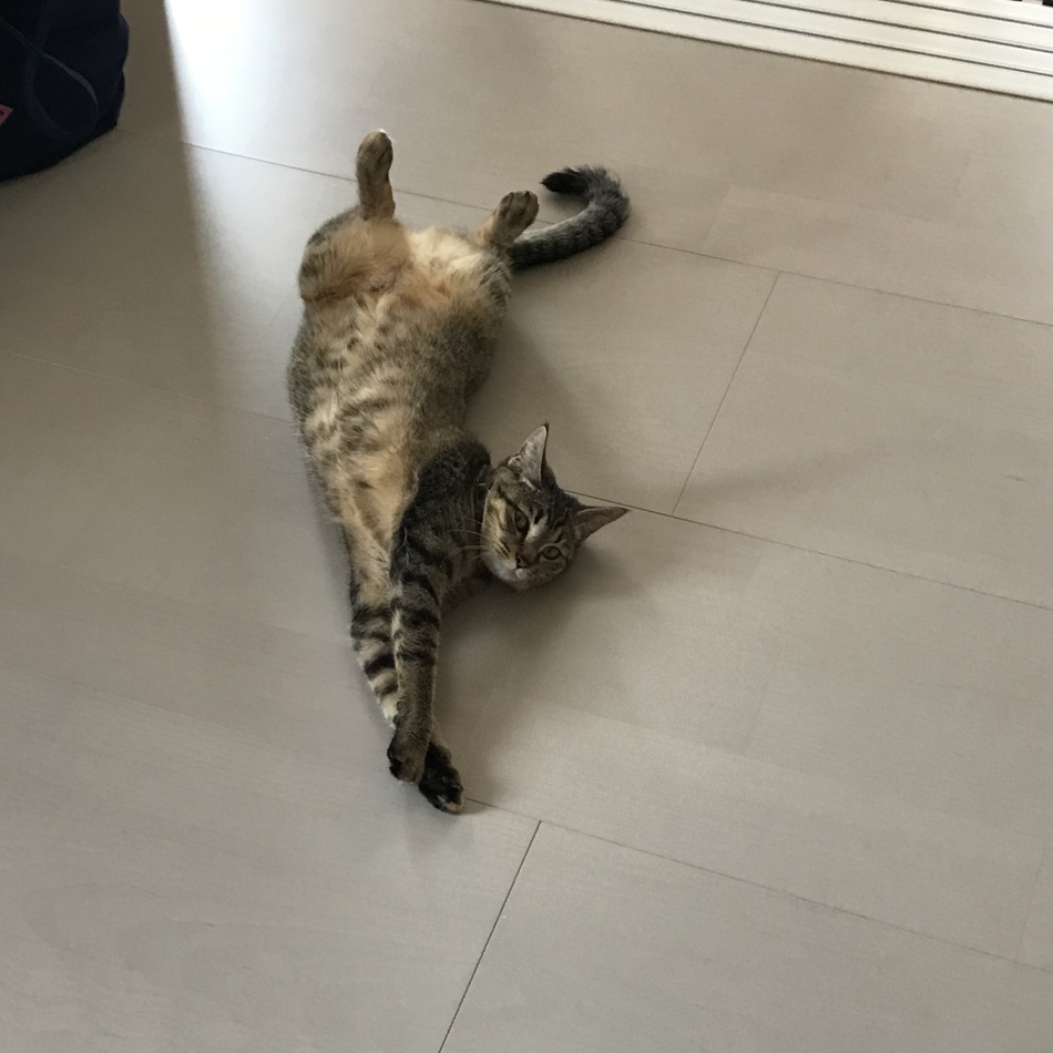 ルナのカバー写真
