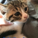 子猫の家族になっていただける方