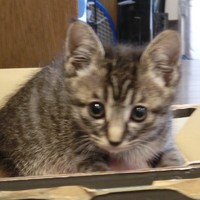 なし（里親募集）