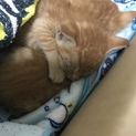茶トラ 生後1ヶ月程 ♂♀2匹