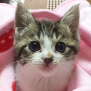 人大好きな甘えっ子♪　モアちゃん