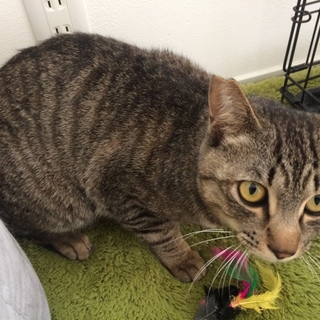 里親様決まりました！ありがとうございました。