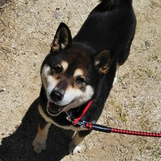 可愛い穏やかな黒柴男の子です❗️