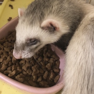 フェレット♂の里親募集