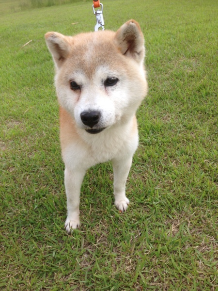 性格花マル豆柴系」長野県 - 犬の里親募集(206528) :: ペットのおうち月間利用者150万人! 性格花マル豆柴系」長野県 - 犬の里親募集(206528) :: ペットのおうち月間利用者150万人!