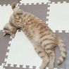 幸せそうな寝顔の写真ばかり増える( ˶´⚰︎`˵ )