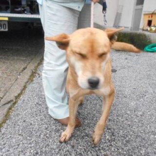 里親さま決定しました✨