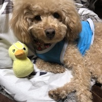 ぺーた