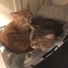 アルトのことが大好き