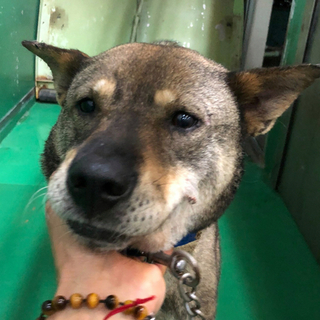 ありがとうございます！里親さま決定しました✨