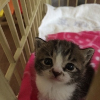 子猫保護しました