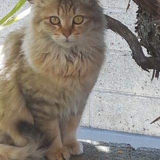 めちゃくちゃ可愛い女の子