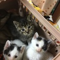 可愛い盛り元気いっぱいの三兄妹  1ヶ月くらい