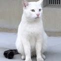 【里親様決まりました】人懐っこい甘えん坊な男のコ♪