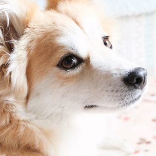 甘えん坊で天真爛漫な舞の家族になってくれませんか？