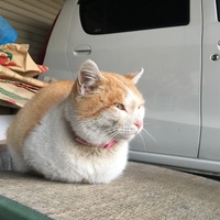 にゃん
