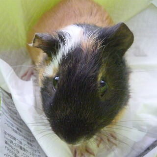  素敵な家族が決まりました。