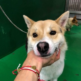 里親様決定しました‼️