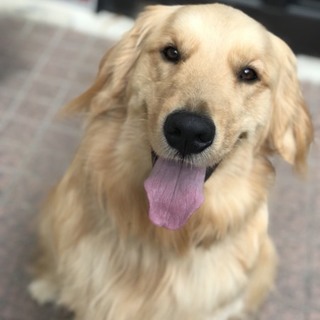 ゴールデンレトリーバーの男の子