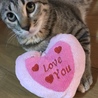 の写真