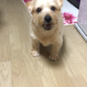 おはぎよもぎ