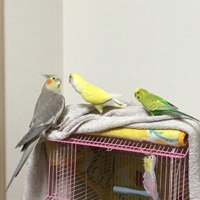 おはぎよもぎのカバー写真