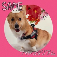 セーム