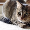 成猫4匹
