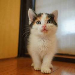 ねこの譲渡会＠京都 出町商店街 サムネイル2